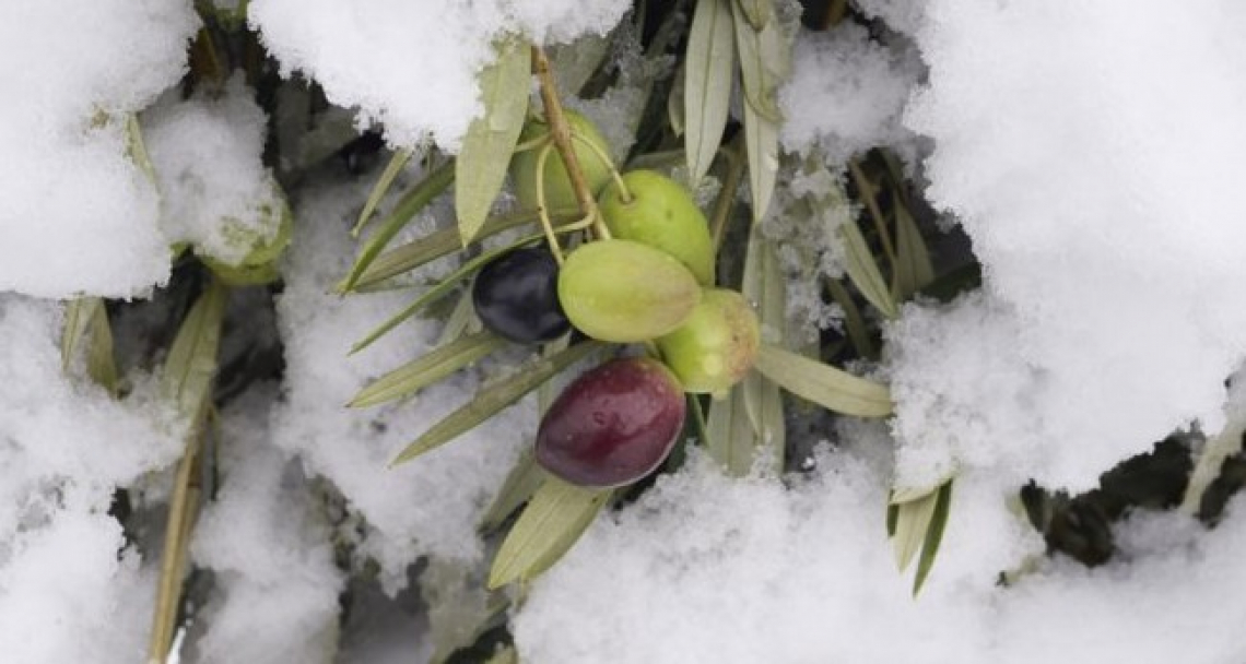 I danni da freddo sulle olive e le conseguenze sulla qualità dell'olio extra vergine