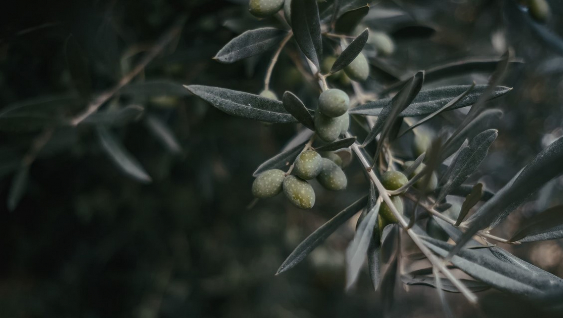 Il sovescio su olivo è di scarsa utilità se non si seguono alcune regole