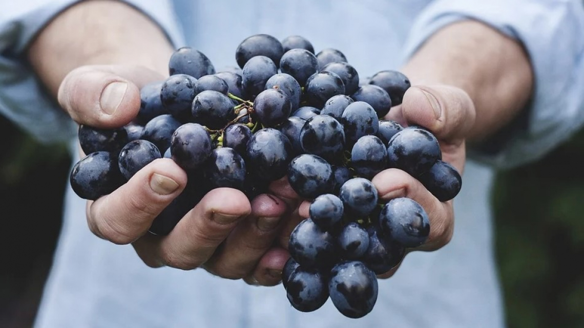 I Grandi Vini Toscani uniti per rilanciare l'economia regionale