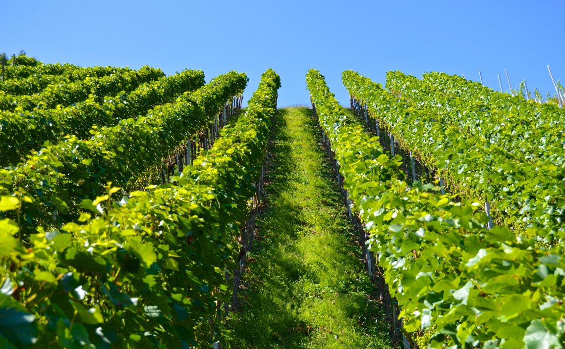 Il suolo del vigneto è un serbatoio di lieviti potenzialmente utilizzabili in cantina