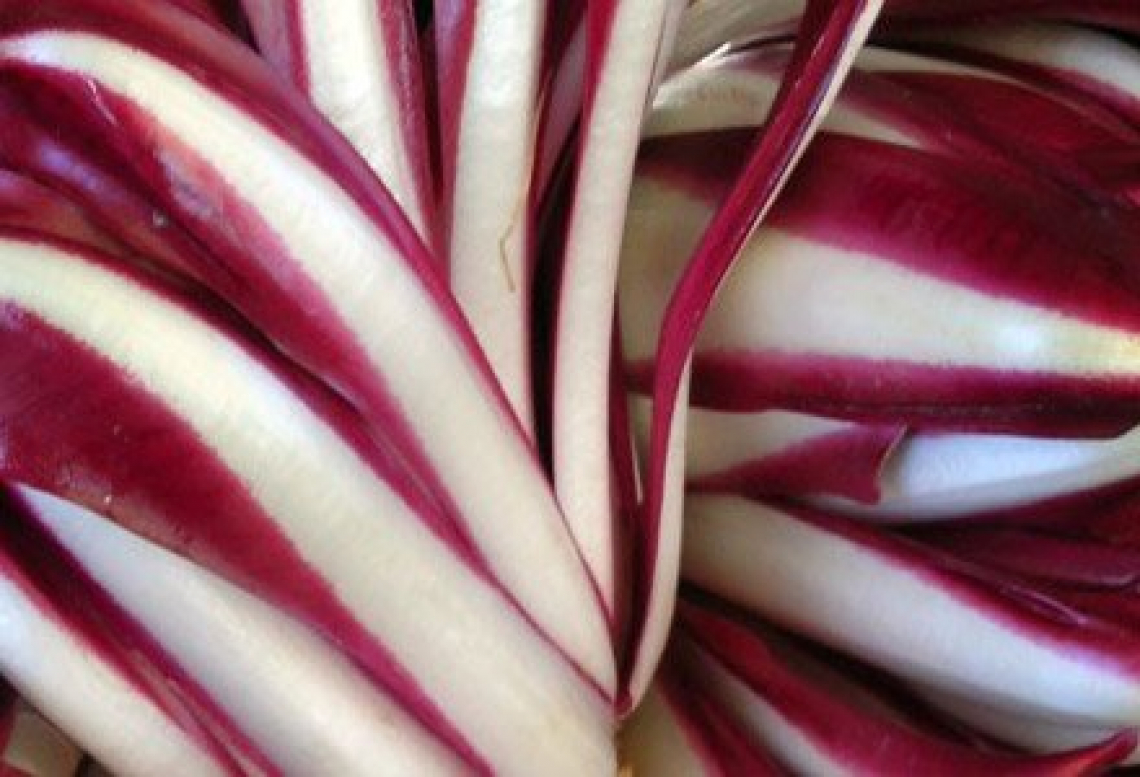 Il Radicchio di Treviso Igp è il fiore d’inverno