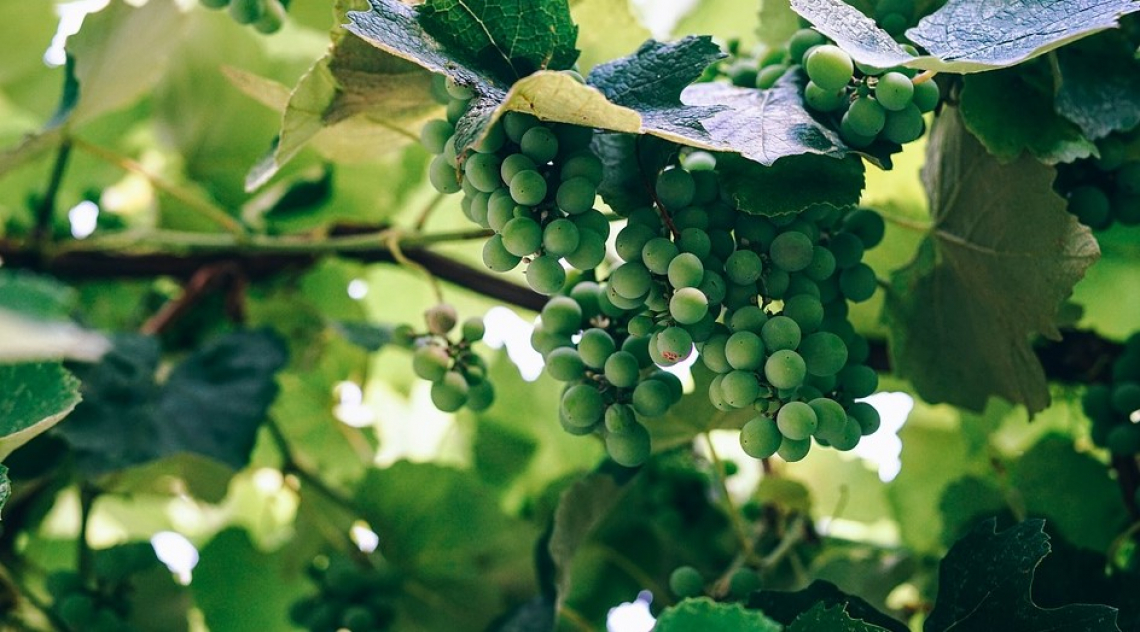 Tecniche innovative per il controllo della maturazione del Sauvignon blanc