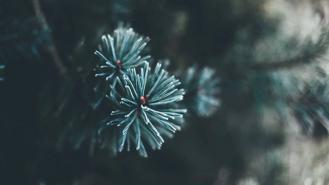 L'abete normandiano o quello rosso per un perfetto albero di Natale