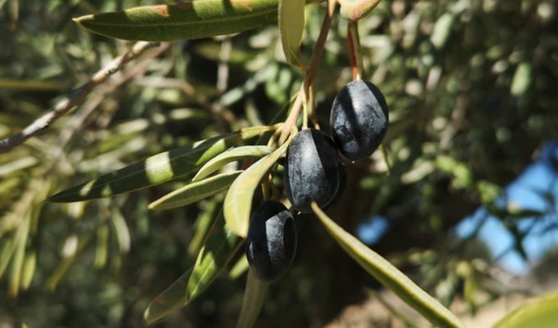 L'influenza della coltivazione biologica sulle caratteristiche chimiche e sui composti volatili dell'olio extra vergine d'oliva