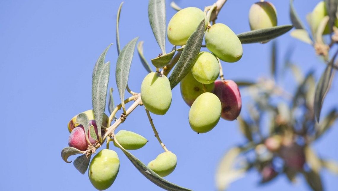 Le acque di vegetazione sono un ottimo ammendante per l'oliveto