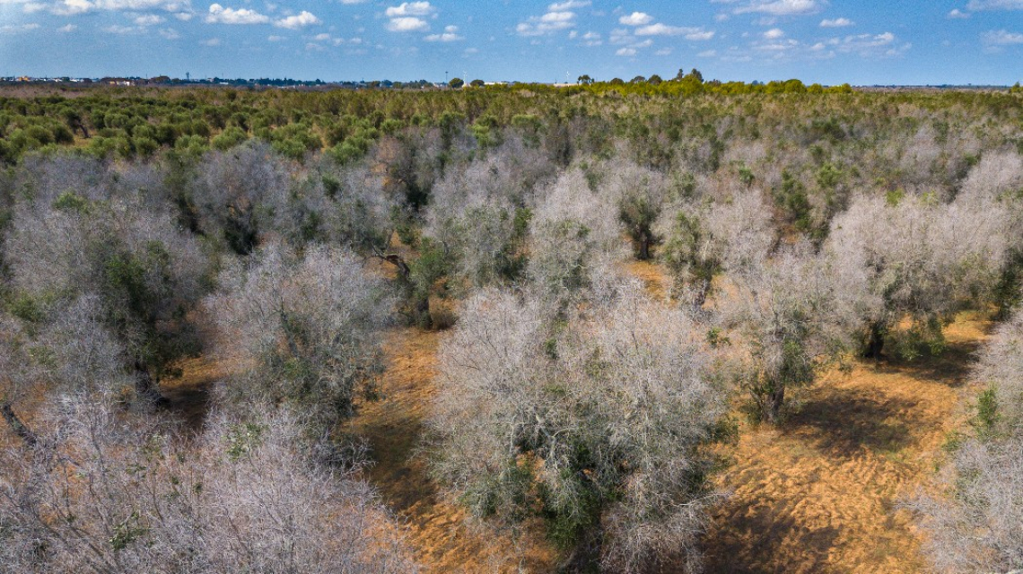 Allarme per il ritrovamento di piante infette da Xylella a Canosa