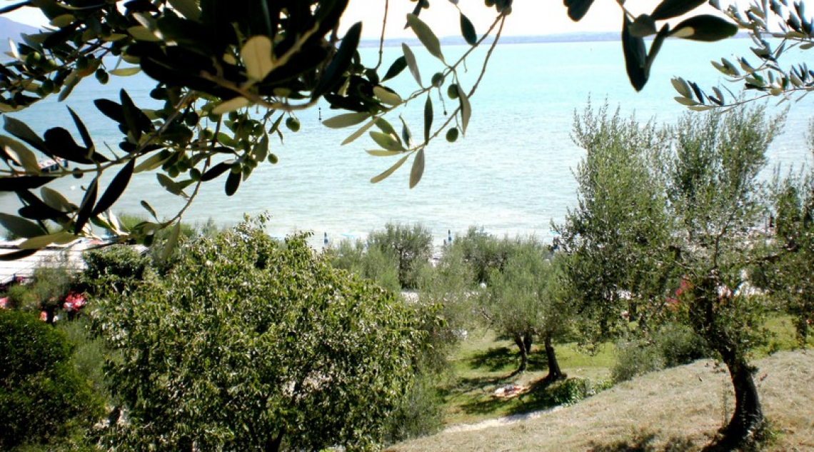 L'origine della Casaliva e il legame indissolubile col territorio del Garda