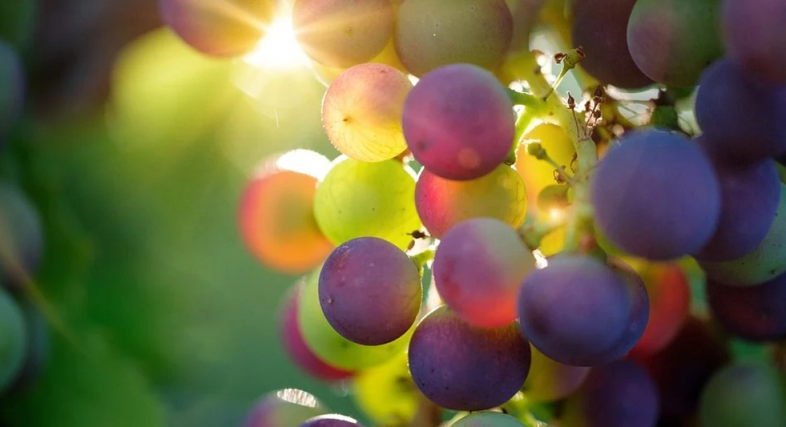 Città del Vino a difesa dei territori e dei paesaggi agrari di pregio e contro le scorie nucleari