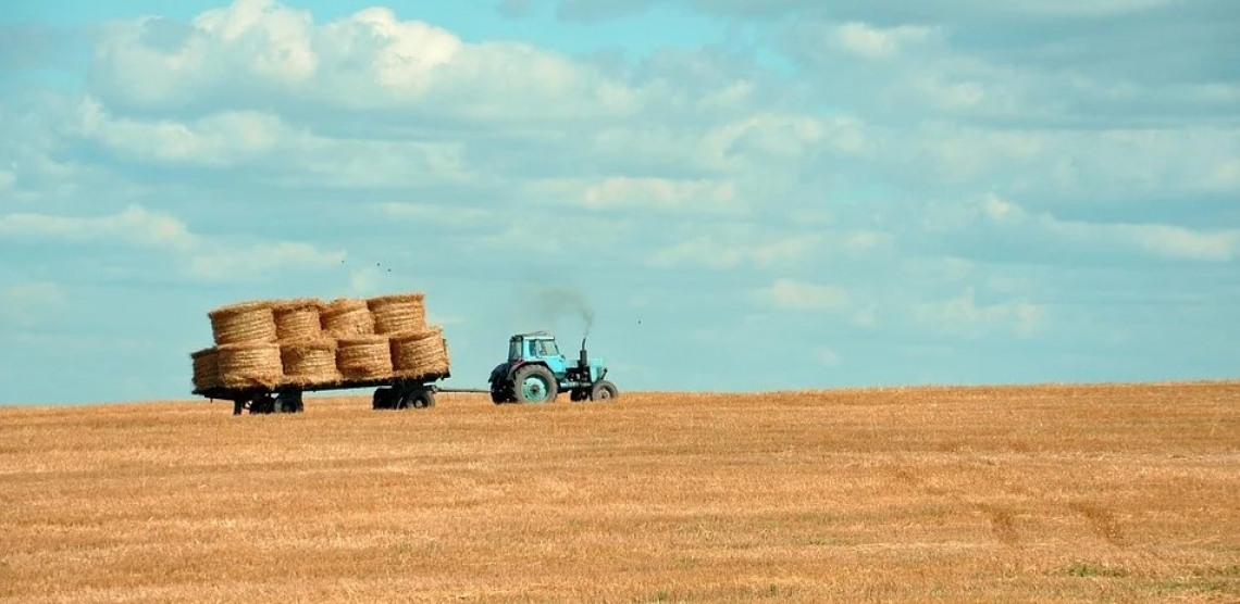 L'impatto del Reddito di Cittadinanza sul mercato del lavoro agricolo