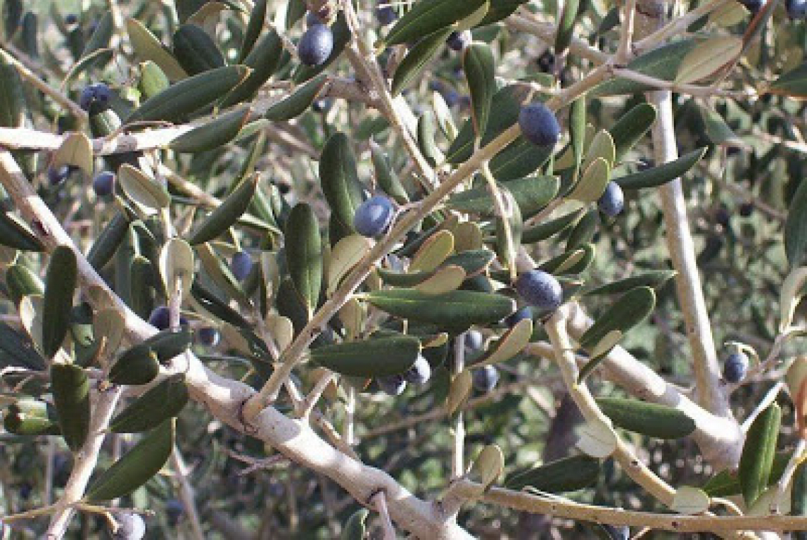 Rivalutare il ruolo degli olivastri nella produzione di olio extra vergine d'oliva