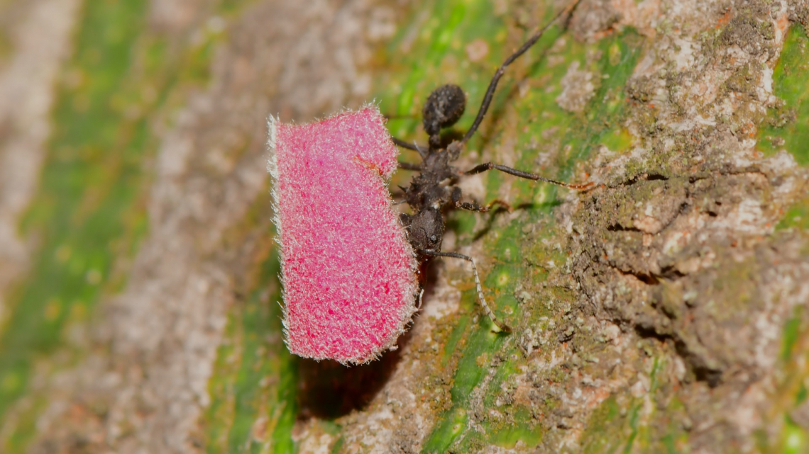 Un nuovo composto antifungino dai formicai