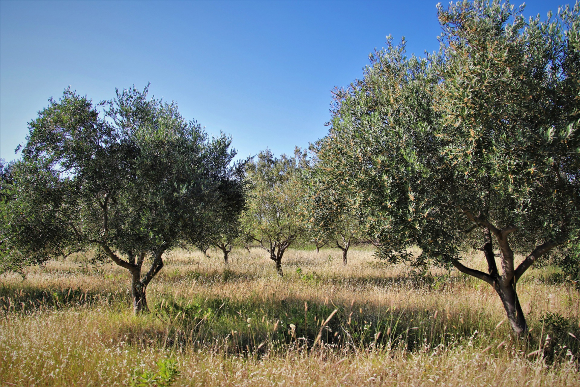 La pacciamatura dell'oliveto con residui di potatura aumenta la sostanza organica del suolo