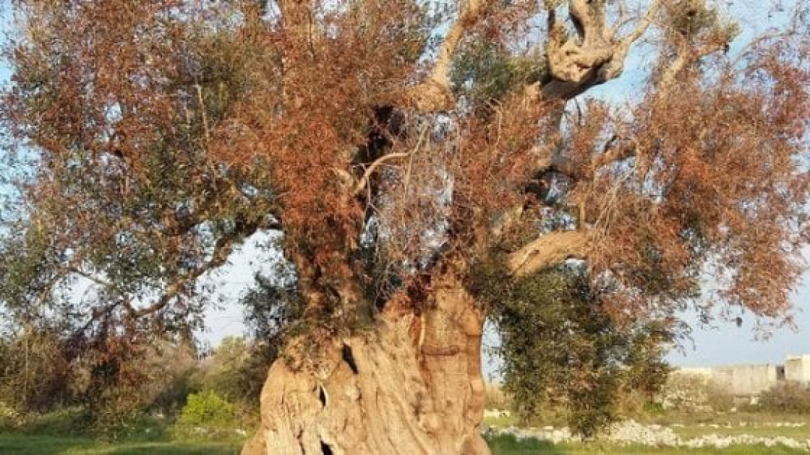 Nanoparticelle di di carbonato di calcio e un antimicrobico contro Xylella fastidiosa