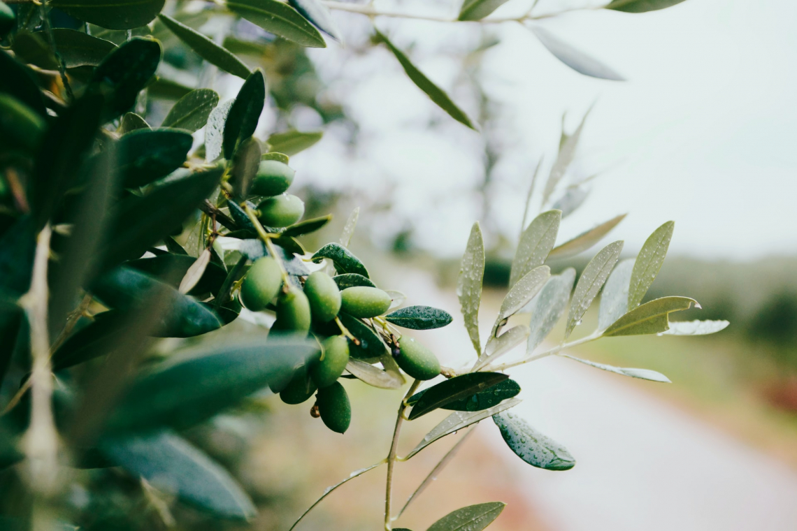La diretta correlazione tra piovosità e qualità dell'olio extra vergine d'oliva