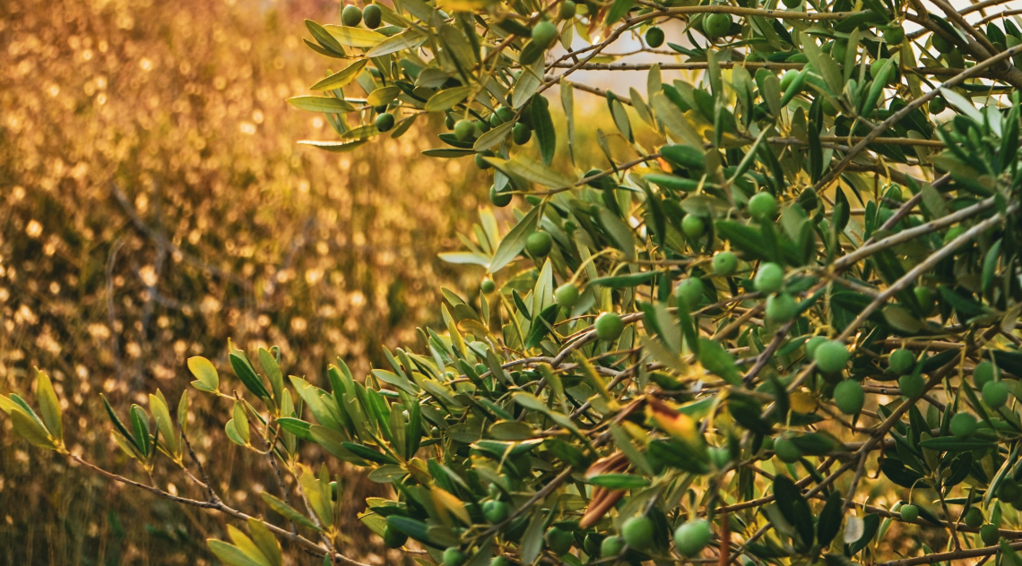 Le asportazioni di nutrienti per potatura e raccolta nell'olivo sono sopravvalutate