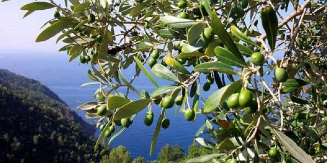 Una nuova organizzazione dei produttori per la Sardegna