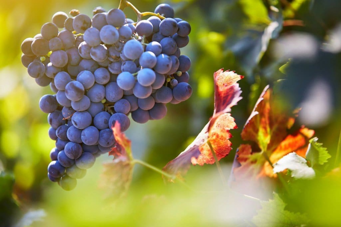 L'influenza della potatura tardiva sulla qualità delle uve e vini Shiraz