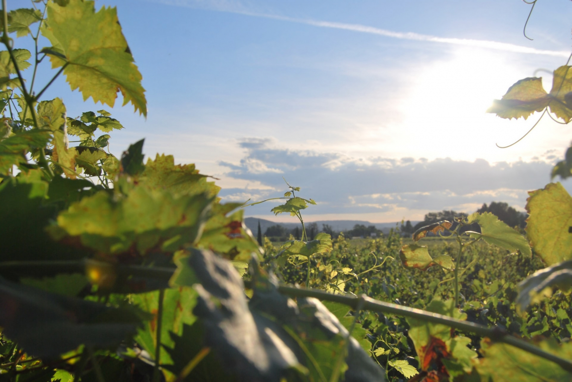 Vigneti a bassa densità per aumentare la resistenza alla siccità con i cambiamenti climatici