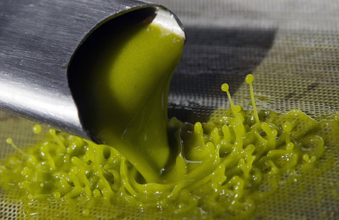 Produzione d'olio d'oliva italiano ancora sotto le attese a 250 mila tonnellate