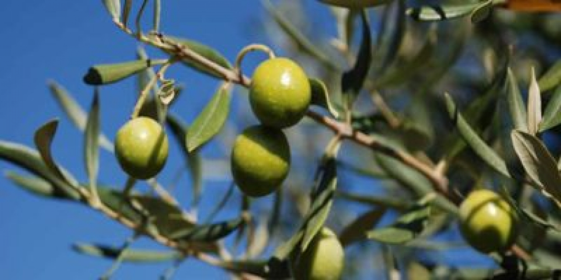 Trattare con boro già in inverno per massimizzare la produzione di olive