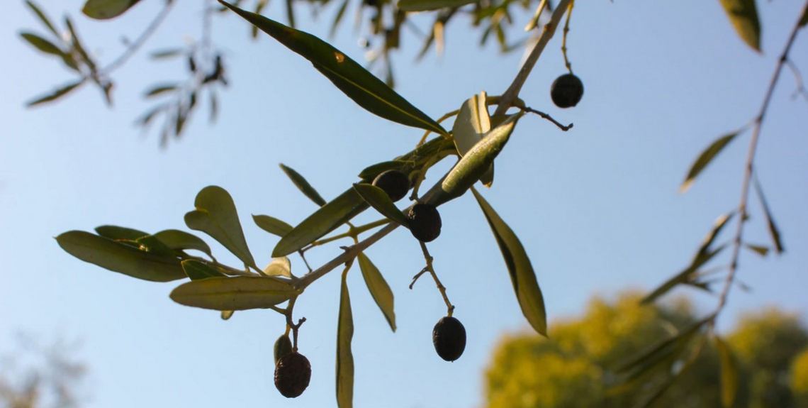 Utilizzare alghe marine e aminoacidi per migliorare le caratteristiche delle olive e la resa in olio