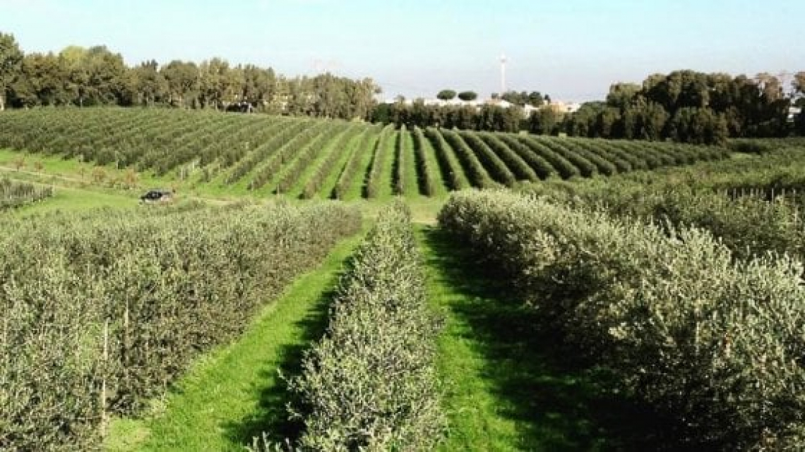 Un piccolo stress idrico in primavera e inizio estate compromette la produttività degli oliveti superintensivi