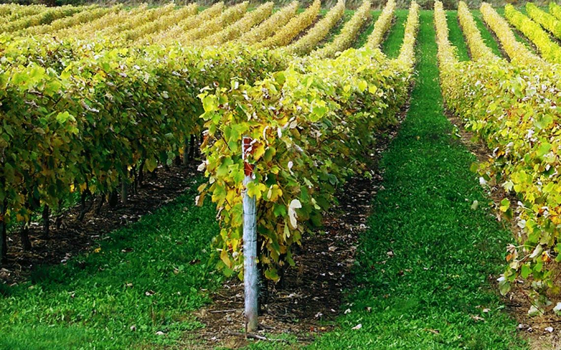 Ridurre la concimazione minerale di azoto nei vigneti mediterranei