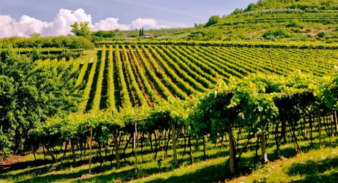 Una doc vitivinicola Valpolicella sempre più green e sostenibile