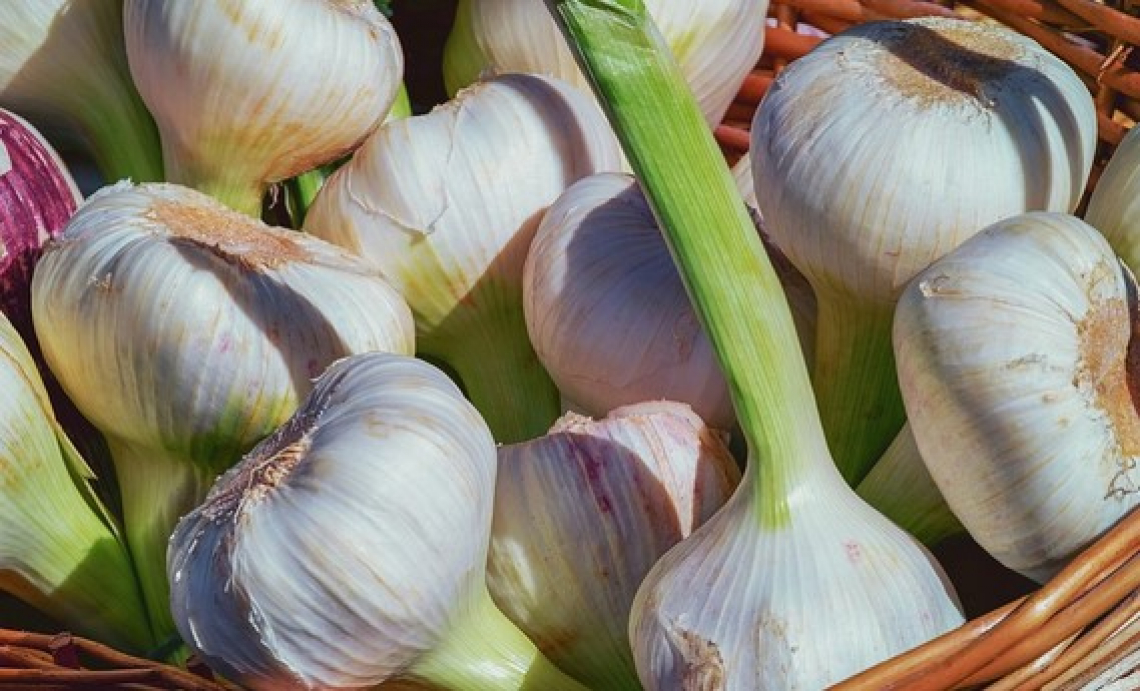 La Toscana salva aglione e grano 23 dall’estinzione