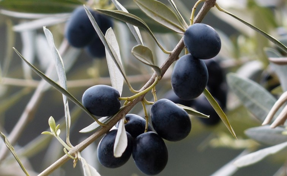 Azoto nano-chelato o urea? Ecco quale fertilizzante migliora più produttività e qualità dell'olio d'oliva