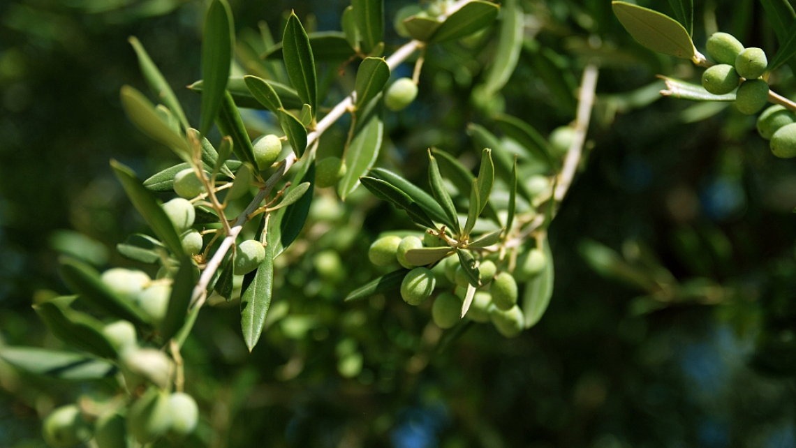 L'importante ruolo del fosforo per l'olivo: risparmiare sui fertilizzanti è possibile