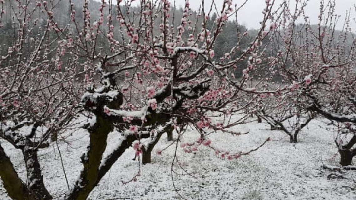 Gravissimi danni alla frutticoltura italiana a causa dell'ondata di gelo