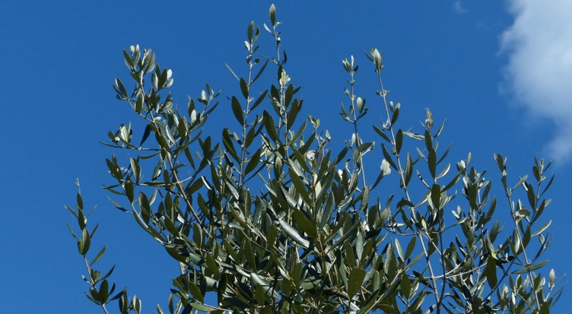 La storia dell'olivicoltura iniziata tra 12 e 15 mila anni fa