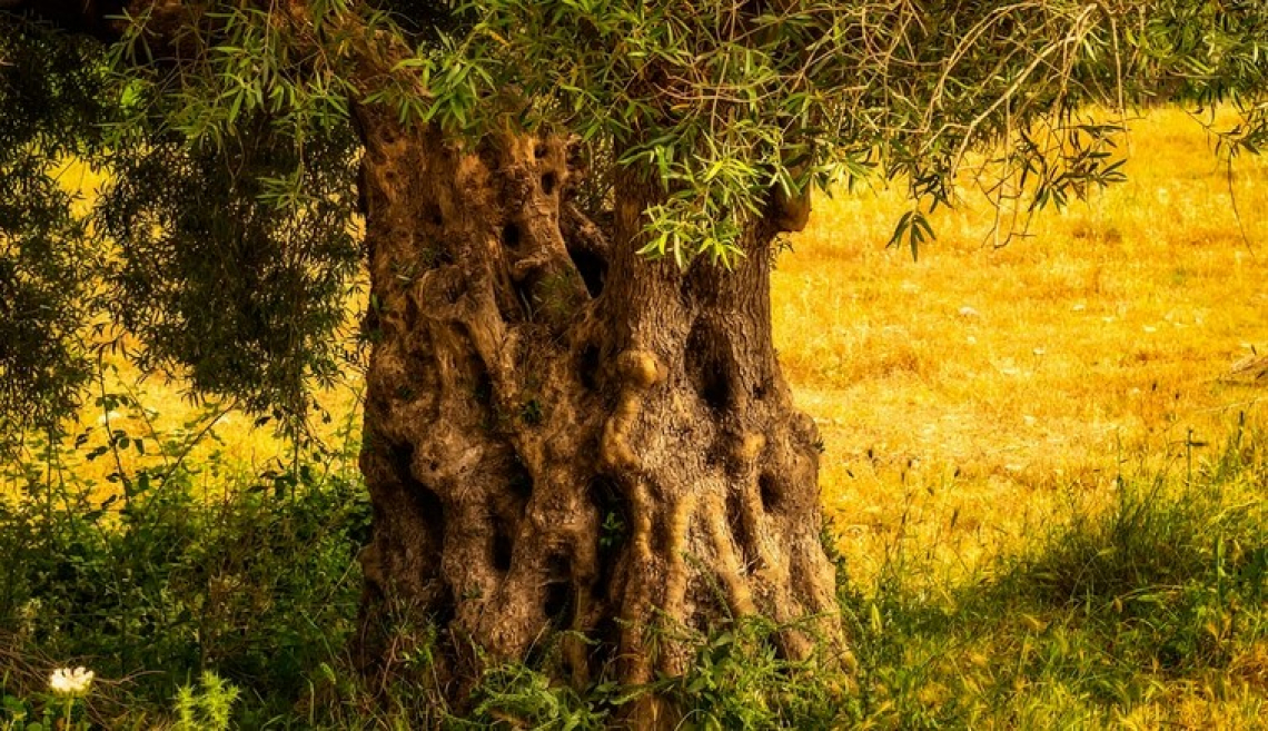 L'influenza dell'età degli olivi sulle caratteristiche chimiche dell'olio extra vergine d'oliva