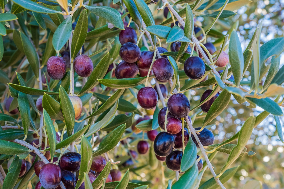 Diventa possibile prevedere il contenuto in olio dell'oliva al momento della raccolta già dall'inizio della fase di inolizione del frutto