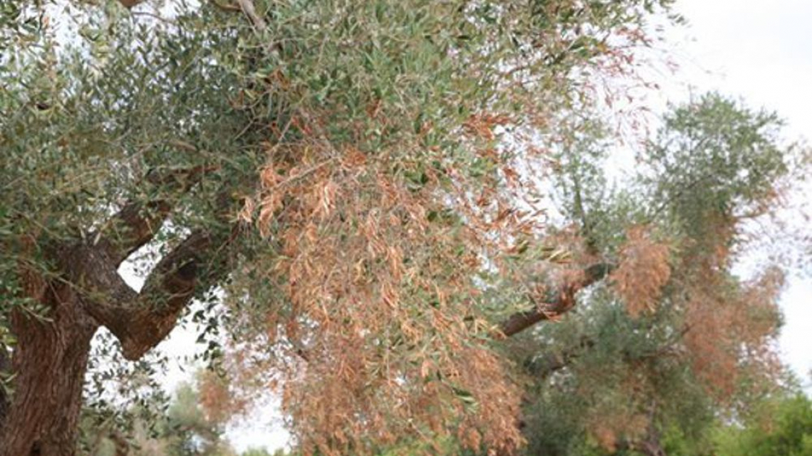 Occorre fermare l'avanzata di Xylella verso il nord della Puglia