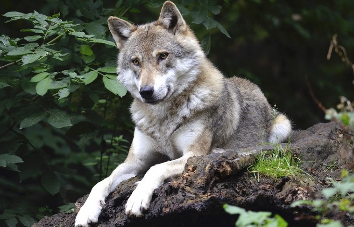 Natural recolonization of large carnivores in Europe
