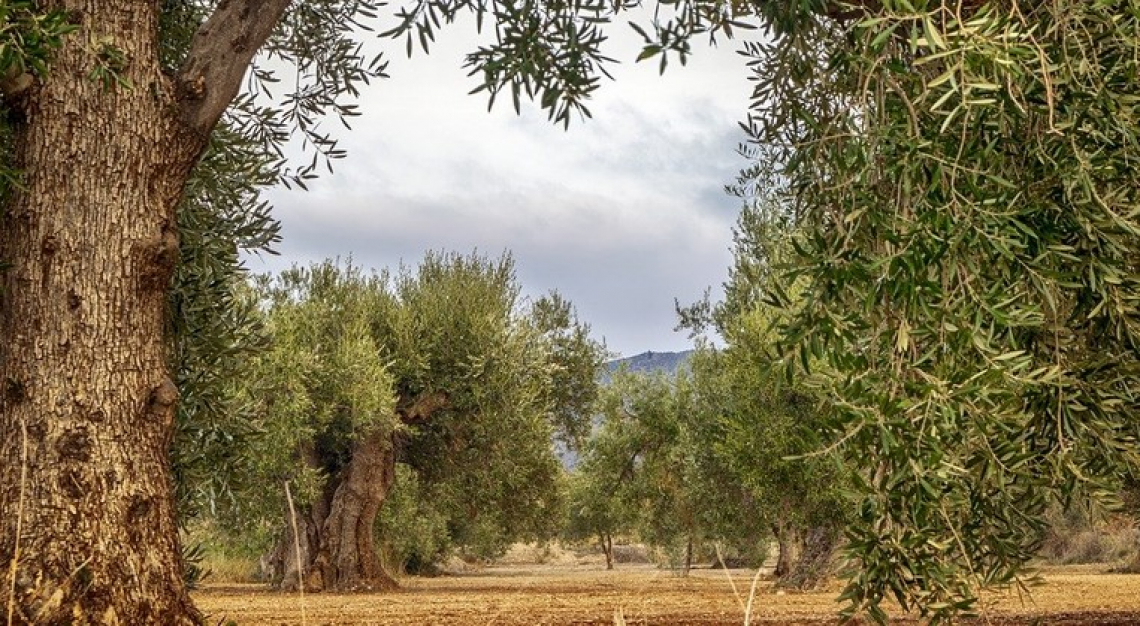 Maggiore efficienza e sostenibilità per l'olivicoltura barese