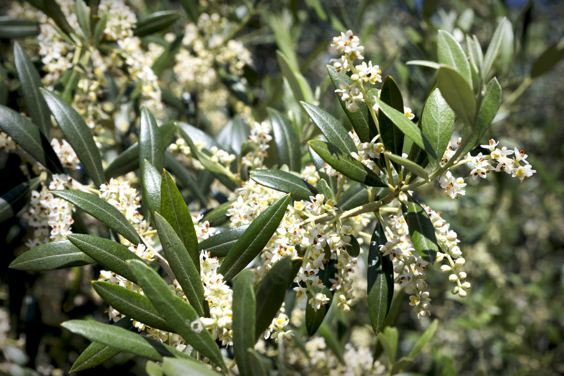 Due trattamenti col chitosano all'anno per aumentare la produttività dell'olivo