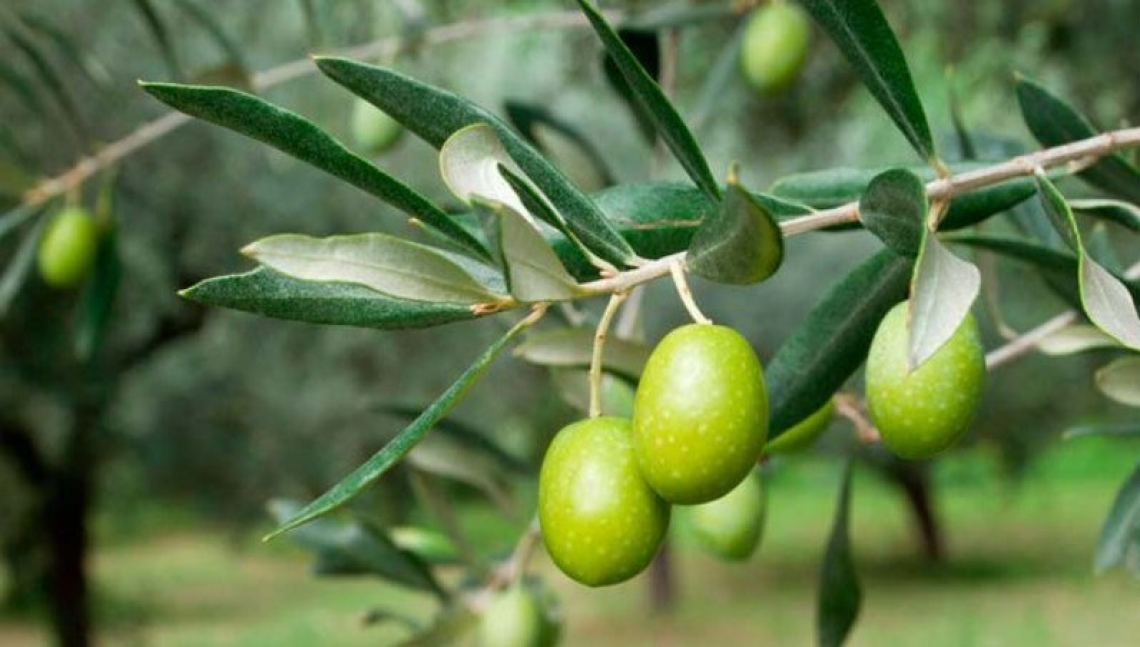 E' davvero necessario concimare l'olivo tutti gli anni con potassio?