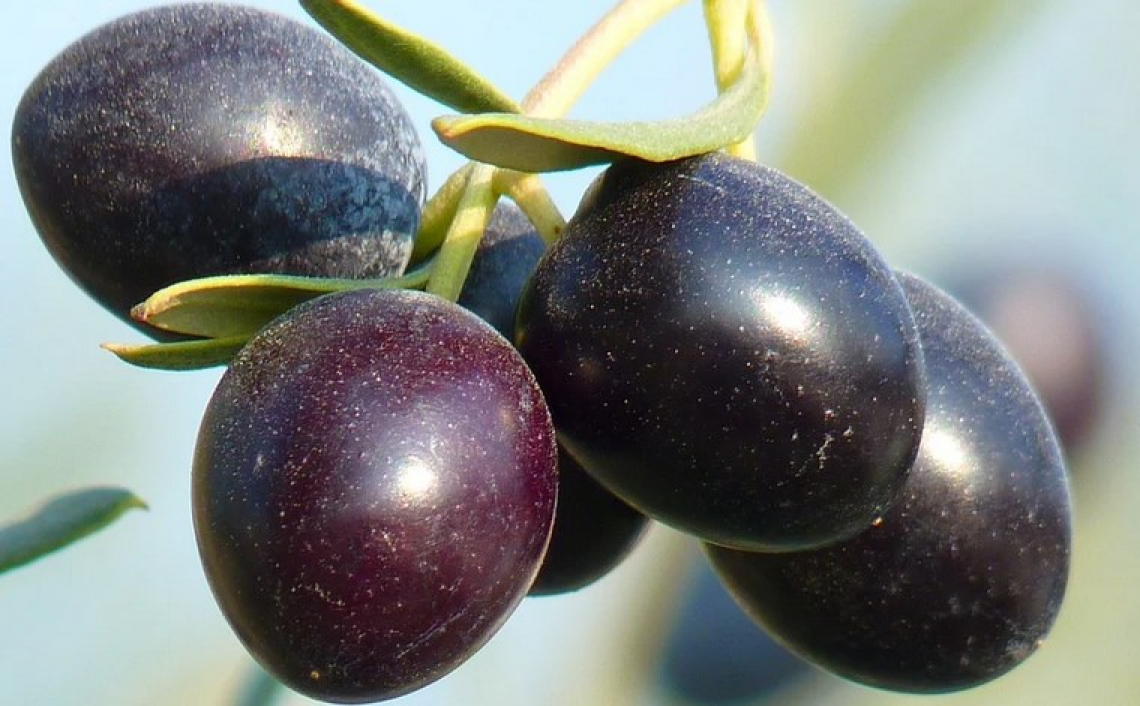 Costi e ricavi dell'olivicoltura nazionale: far l'olio d'oliva conviene?