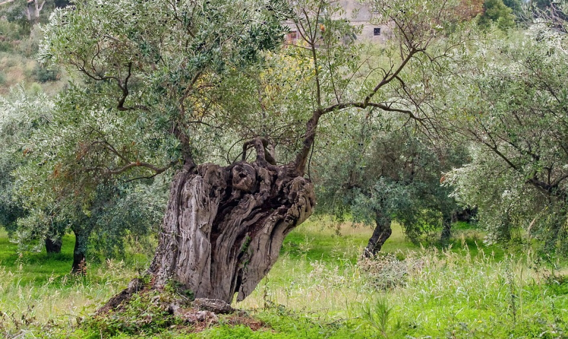 Olio extra vergine d'oliva sostenibile ed identitario grazie al paesaggio