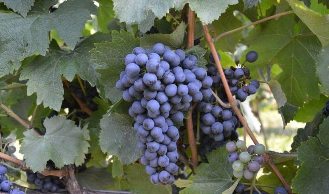 Sette varietà “resistenti” per la sostenibilità nei vigneti trentini