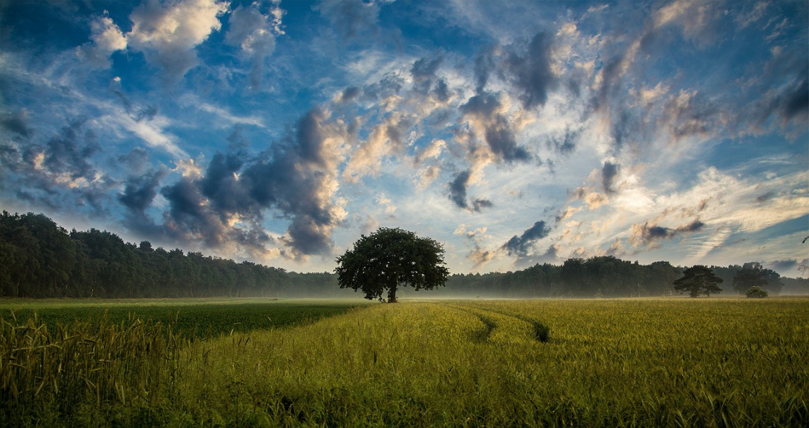 Illuminiamo l'agricoltura:  saperi e paesaggi sono patrimonio del Paese