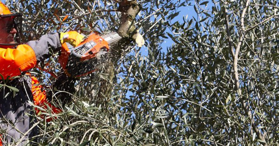 La gestione dell'inquinamento acustico per il lavoratore durante la potatura degli olivi