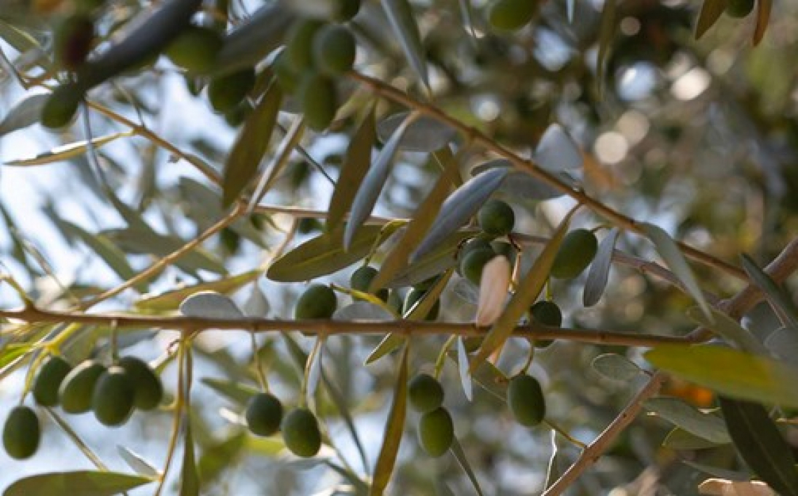 La varietà è il principale fattore che spiega il contenuto fenolico dell'olio extra vergine d'oliva, ma la sua influenza era variabile