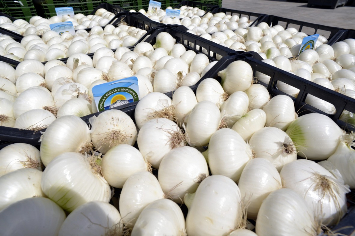 La Cipolla Bianca di Margherita Igp abbraccia tradizioni e ambiente