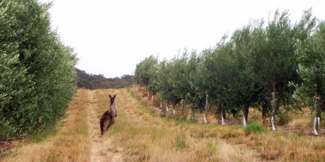 La produttivit&agrave; dell'oliveto australiano &egrave; troppo bassa: in media 33 quintali ad ettaro. Cos&igrave; imperversano le frodi