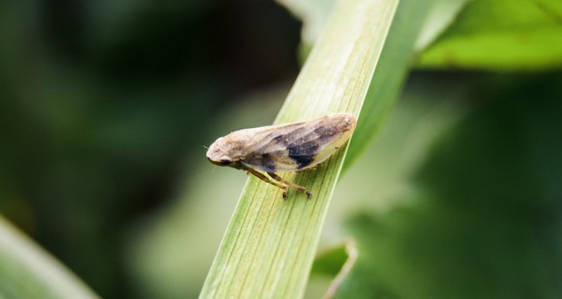 La lotta con le vibrazioni per impedire alla sputacchina di riprodursi e diffondere Xylella fastidiosa