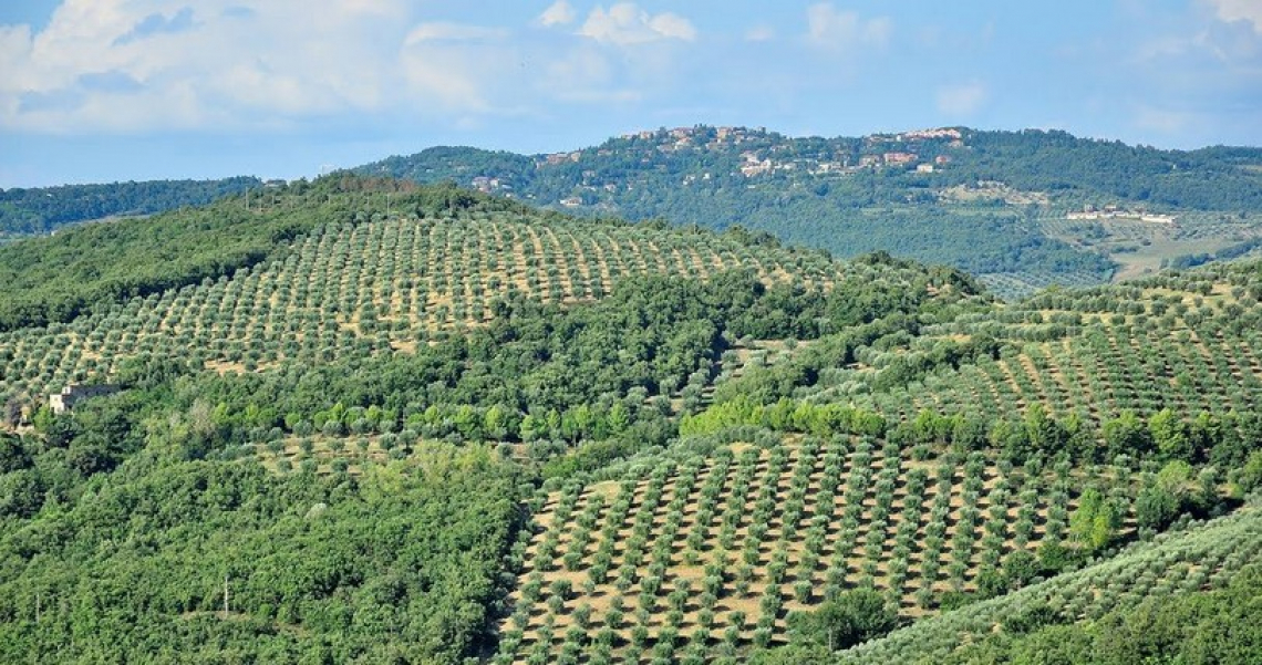 Cresce l'offerta per l'oleoturismo di qualit&agrave; in Umbria dopo l'adesione di due frantoi al circuito delle Strade dell'olio